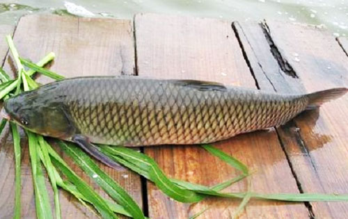 Mua cá chép giòn ở đâu tại Hà Nội - không ai khác ngoài Gia đình Hải Sản