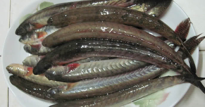 Nhớt trên thân cá kèo có thể làm giảm độ thơm ngon của món cá kèo kho rau răm
