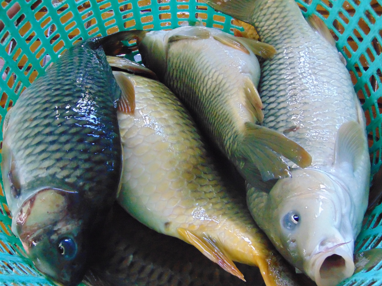Mua cá chép giòn tại Hà Nội giá rẻ cần có một vài lưu ý quan trọng để đảm bảo chất lượng, an toàn