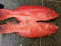 Cá Mú Đỏ chất lượng